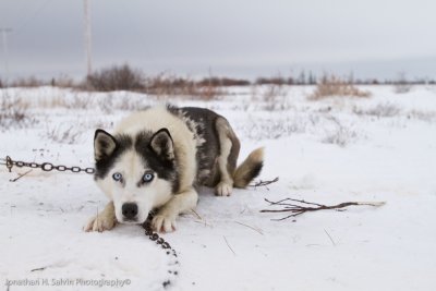 Dog Sledding