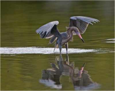 Reddish Egret hunting