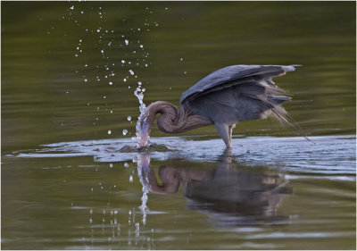 Reddish Egret hunting