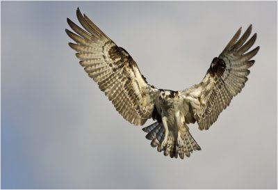 Osprey landing .jpg