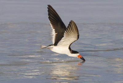 Black Skimmer