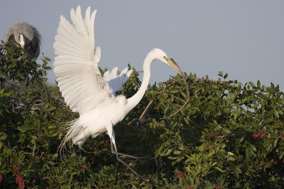 Great Egret