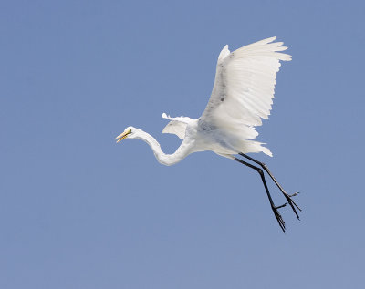 Great Egret