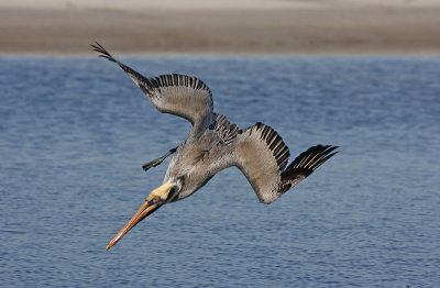 Brown Pelican