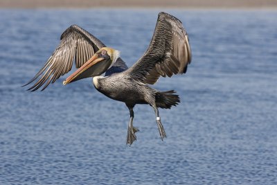 Brown Pelican