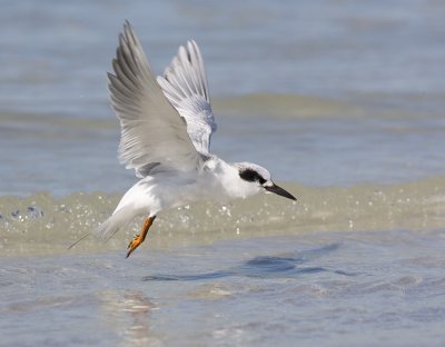 Sandwich Tern