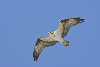 Osprey