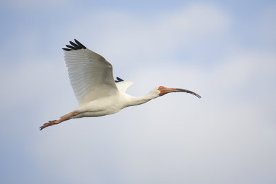 Ibis