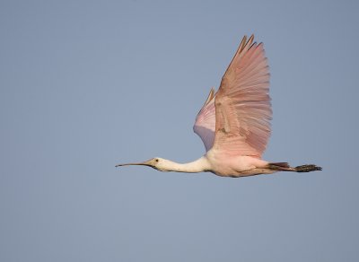 Roseate Spoonbill