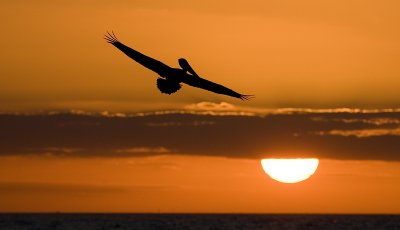 Brown Pelican