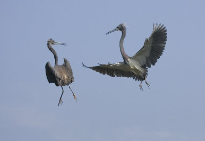 Blue Herons