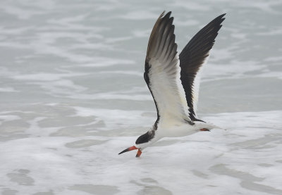Black Skimmer