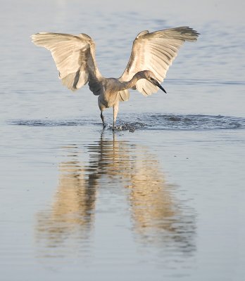 Reddish Egret