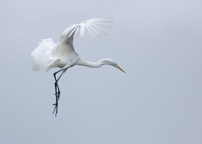 Great Egret