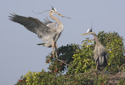 Great Blue Herons