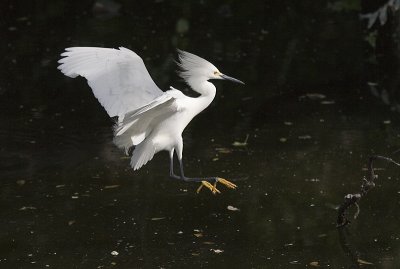 Snowy Egret