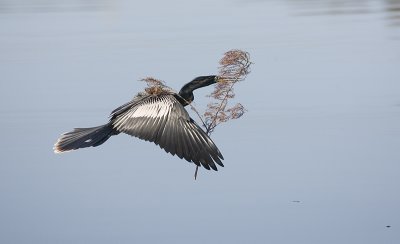 Anhinga