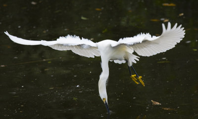 Snowy Egret
