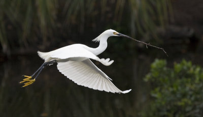 Snowy Egret