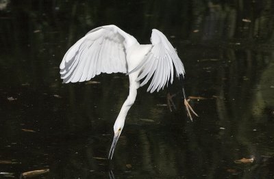 Snowy Egret