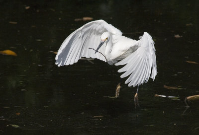 Snowy Egret