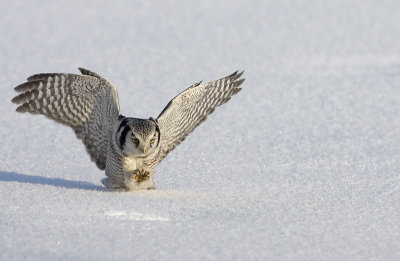 Hawk Owl