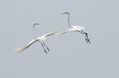 Great Egrets