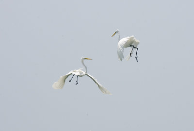 Great Egrets