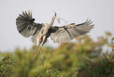 Great Blue Herons