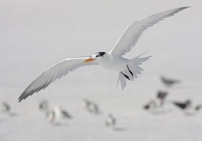 Caspian Tern