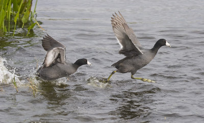 Coots