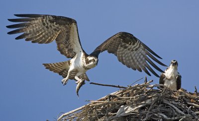 Osprey
