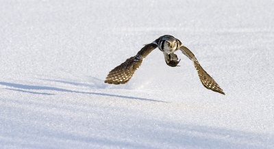 Hawk Owl