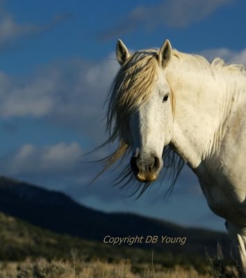 The American Wild Horse.jpg