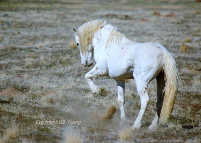 White stallion