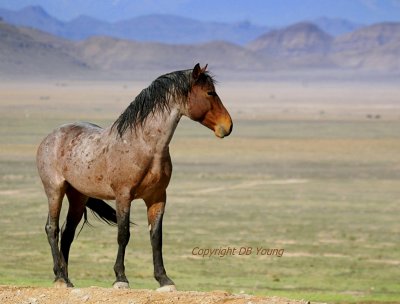 Desert Horse.jpg