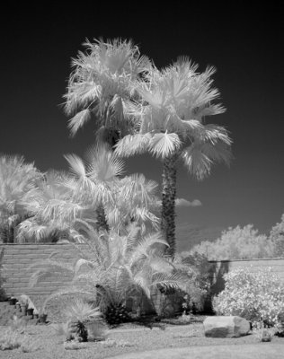 Infrared Images - Jul/Aug 2008