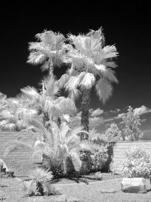 Tucson Ridge 4