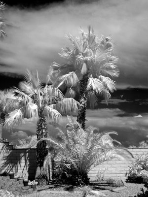 Tucson Ridge 5
