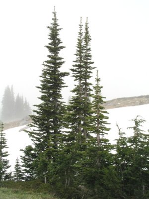 Skyline Trail