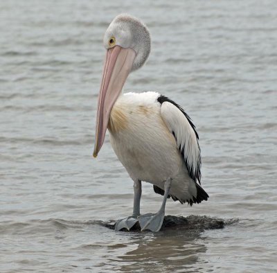 WATER & SEA BIRDS