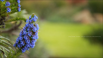 IMG_1520.jpg