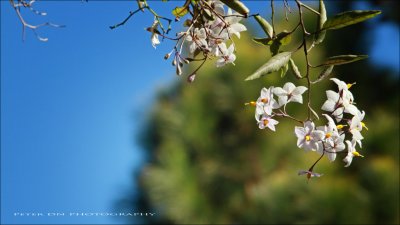 IMG_2202.jpg