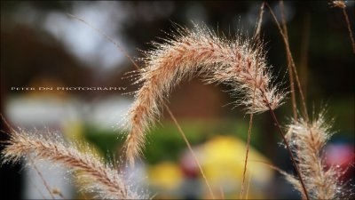 IMG_2120.jpg