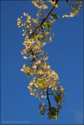 IMG_2797.jpg