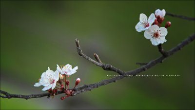 IMG_2922.jpg