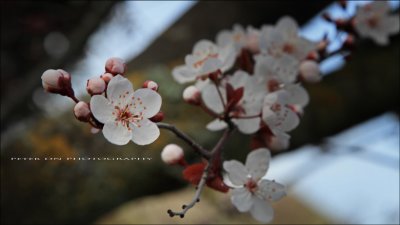 IMG_2936.jpg