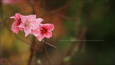 IMG_2965.jpg