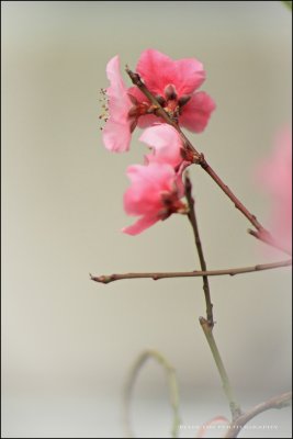 IMG_2975.jpg