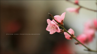 IMG_2978.jpg